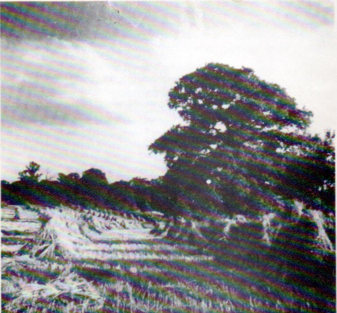 The landscape photograph from the original Golden Jubilee booklet cover