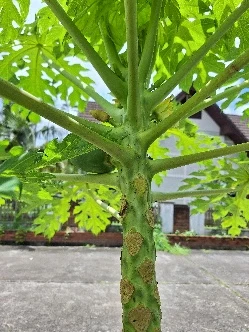 Green papayas growing on the tree at Hope Home.